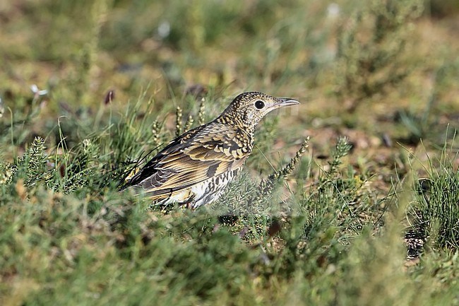 White's Thrush  (Zoothera area) during autumn migration at Ikh Nart Nature Reserve - Mongolia stock-image by Agami/Aurélien Audevard,