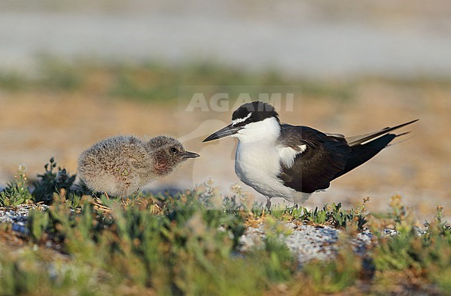 Bridled Tern, Onychoprion anaethetus, at Lady Elliot Island - Queensland - Australia. Adult with chick in the colony. stock-image by Agami/Aurélien Audevard,