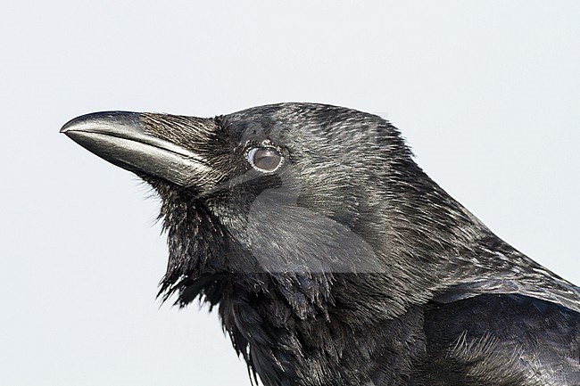 Zwarte Kraai, Carrion Crow, Corvus corone portrait bird calling stock-image by Agami/Menno van Duijn,