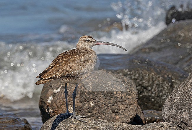 Hudsonian whimbrel (Numenius hudsonicus in Western Mexico. Standing on a rocky shore. stock-image by Agami/Pete Morris,