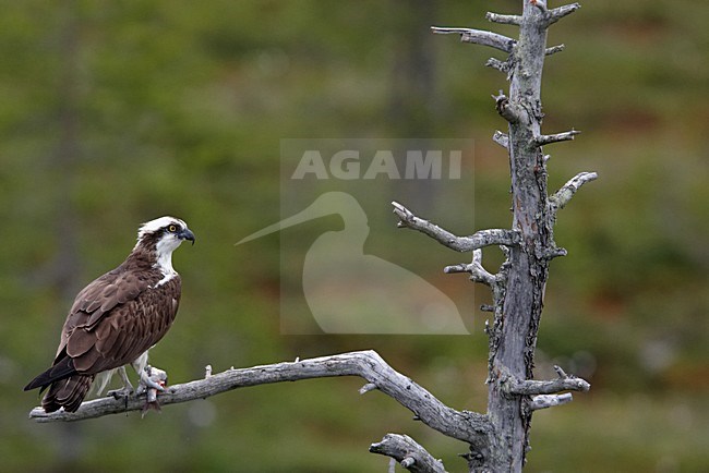 Visarend met vis in dode boom; Osprey with fish in dead tree stock-image by Agami/Markus Varesvuo,