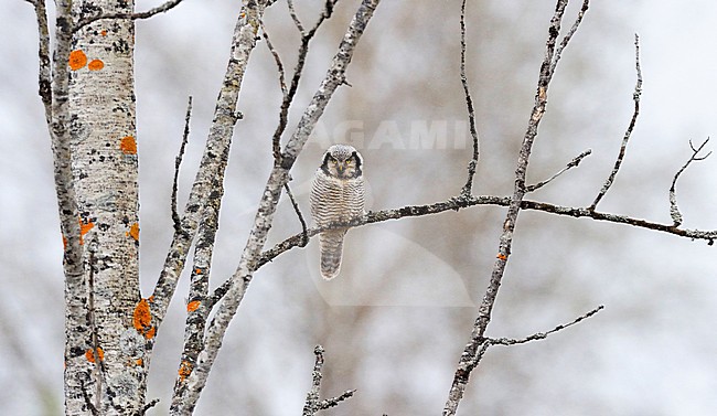Sperweruil, Northern Hawk Owl stock-image by Agami/Jari Peltomäki,