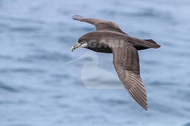 White-chinned Petrel (Procellaria aequinoctialis), side view of an individual in flight, Western Cape, South Afica stock-image by Agami/Saverio Gatto,