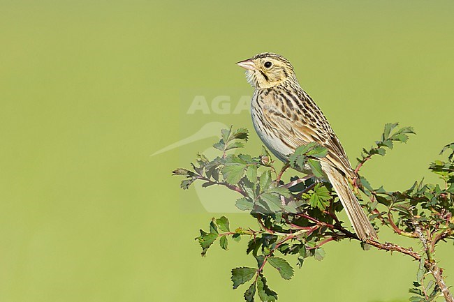 Adult Baird's Sparrow, Centronyx bairdii
Kidder Co., ND stock-image by Agami/Brian E Small,