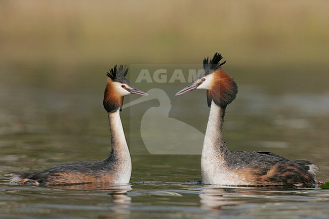 Futen baltsend; Great Crested Grebes displaying stock-image by Agami/Menno van Duijn,