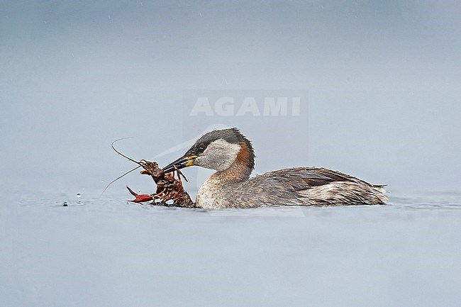 Roodhalsfuut; Red-necked Grebe stock-image by Agami/Alain Ghignone,