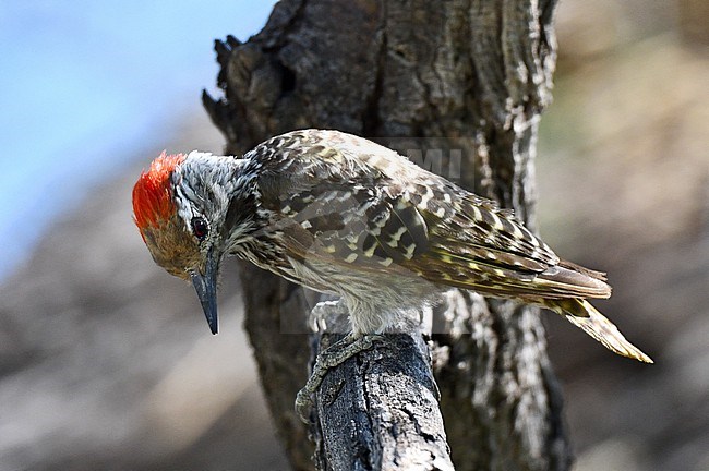 Cardinal Woodpecker (Dendropicos fuscescens) in Namibia. stock-image by Agami/Laurens Steijn,