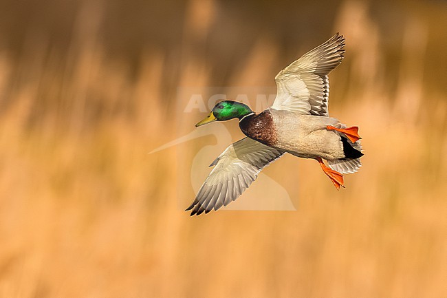 Male Mallard, Anas platyrhynchos, in Italy. stock-image by Agami/Daniele Occhiato,