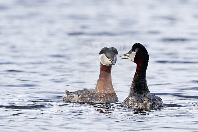 Courtship of two adult Red-necked Grebes (Podiceps griseigena) on a freshwater lake in Denmark. Pair displaying on the water. stock-image by Agami/Helge Sorensen,