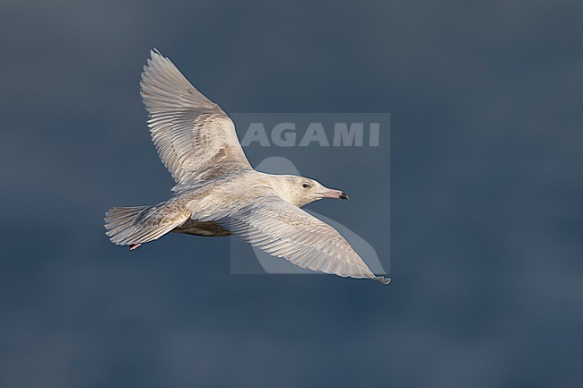 Grote Burgemeester, Glaucous Gull, Larus hyperboreus stock-image by Agami/Daniele Occhiato,