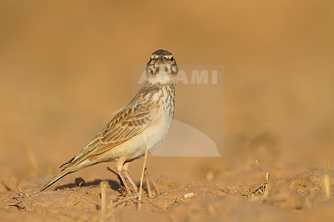 Maghreb Lark - Maghreb Lerche - Galerida macrorhyncha; ssp. macrorhyncha; Morocco; adult stock-image by Agami/Ralph Martin,
