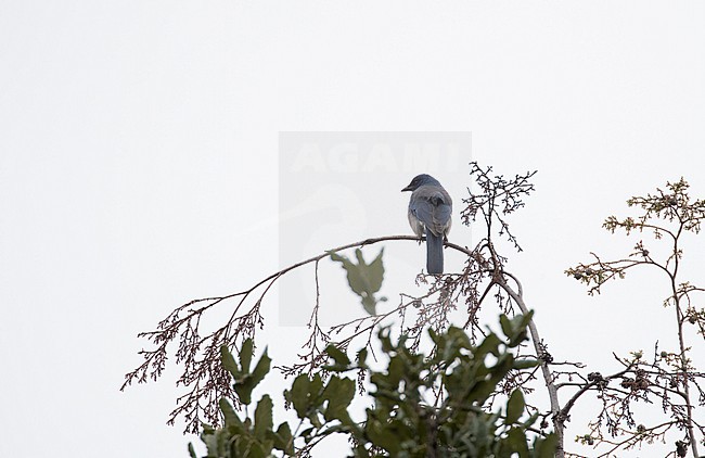 Transvolcanic Jay (Aphelocomoa ultramarina) perched in a tree at Coajomulco Trail, Morelos, Mexico stock-image by Agami/Helge Sorensen,