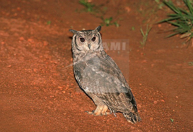 Greyish Eagle Owl (Bubo cinerascens) resting in the middle of the road in Uganda. stock-image by Agami/Pete Morris,