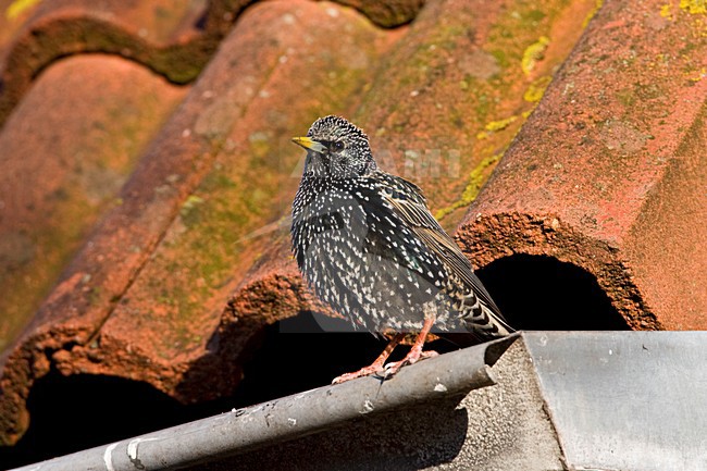 Spreeuw zittend op een dak; Common Starling perched on a roof stock-image by Agami/Marc Guyt,