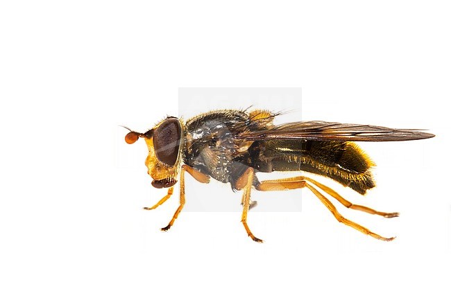 Bronze Sap Hoverfly, Gewoon kopermanteltje, Ferdinandea cuprea stock-image by Agami/Wil Leurs,