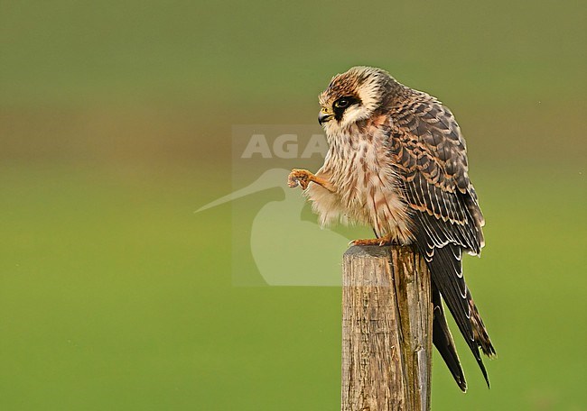 Falco vespertinus stock-image by Agami/Eduard Sangster,