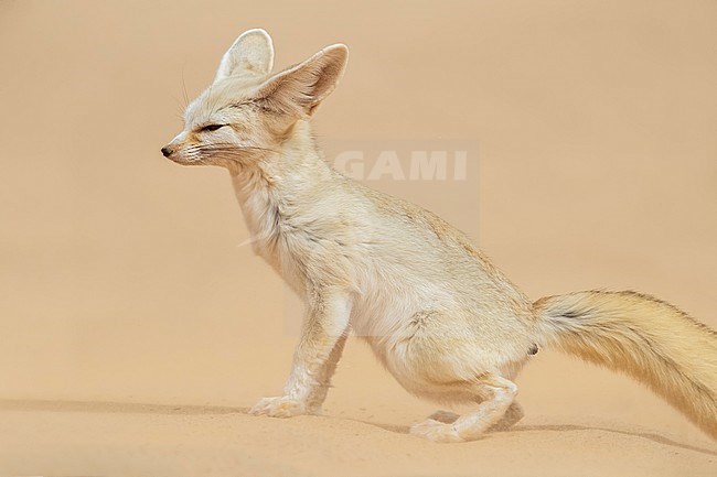 Furry Fennec (Vulpes zedra) making toilet in the Sahara desert of Mauritania. stock-image by Agami/Vincent Legrand,