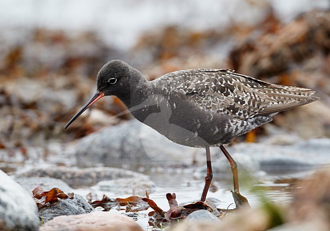 Volwassen Zwarte Ruiter in zomerkleed; Adult Spotted Redshank in summer plumage stock-image by Agami/Markus Varesvuo,