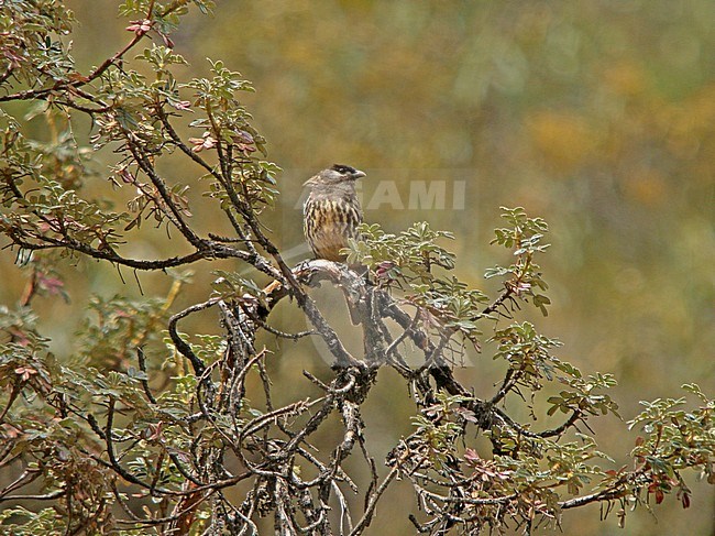 Adult White-cheeked Cotinga (Zaratornis stresemanni) an endemic species to the high Andes in west-central Peru. It primarily feeds on mistletoe berries in Polylepis woodlands. stock-image by Agami/Pete Morris,