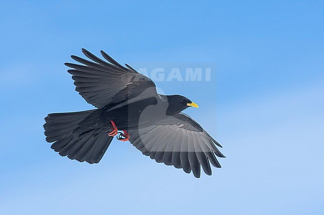 Alpine Chough - Alpendohle - Pyrrhocorax graculus ssp. graculus, Germany stock-image by Agami/Ralph Martin,
