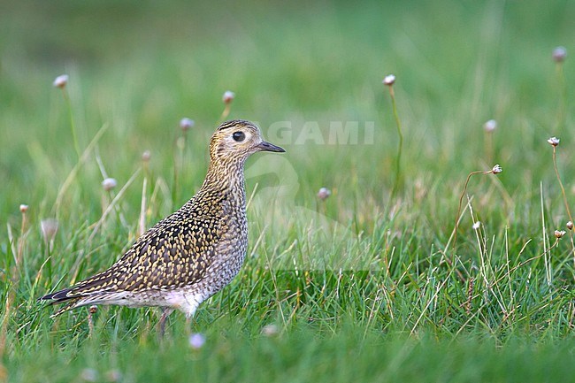 Eurasian Golden Plover (Pluvialis apricaria), Germany, adult in autumn/winter plumage. stock-image by Agami/Ralph Martin,