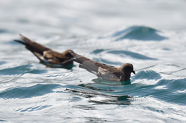 Two swimming Elliot’s Storm Petrels (Oceanites gracilis) swimming in the Pacific Ocean off the Galapagos Islands. stock-image by Agami/Laurens Steijn,