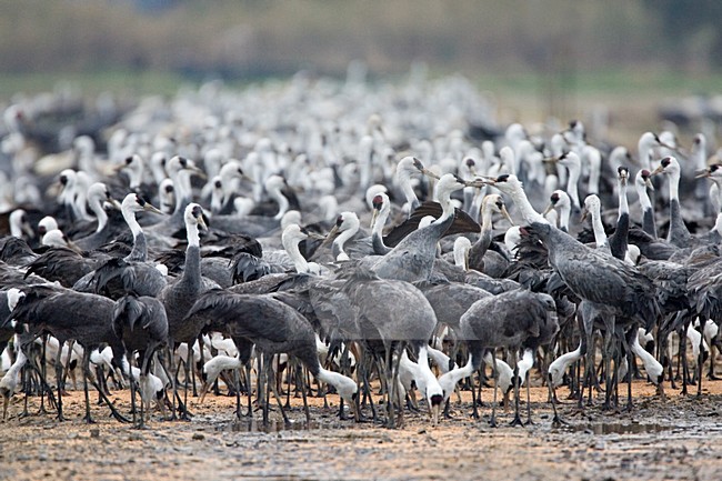 Grote groep overwinterende Monnikskraanvogels; Large flock of wintering Hooded Cranes stock-image by Agami/Marc Guyt,