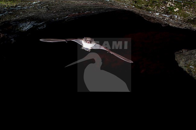 Capaccini's Vleermuis verlaat grot, Long Fingered bat leaving cave stock-image by Agami/Theo Douma,