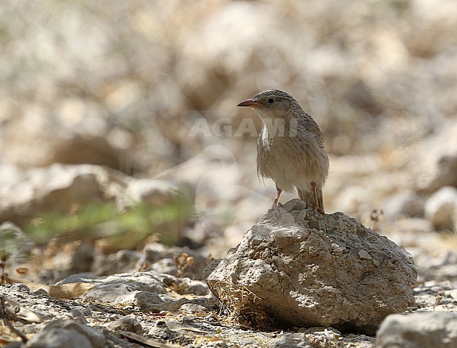 Afghan Babbler , Afghaanse Babbelaar, Argya huttoni salvadorii stock-image by Agami/James Eaton,