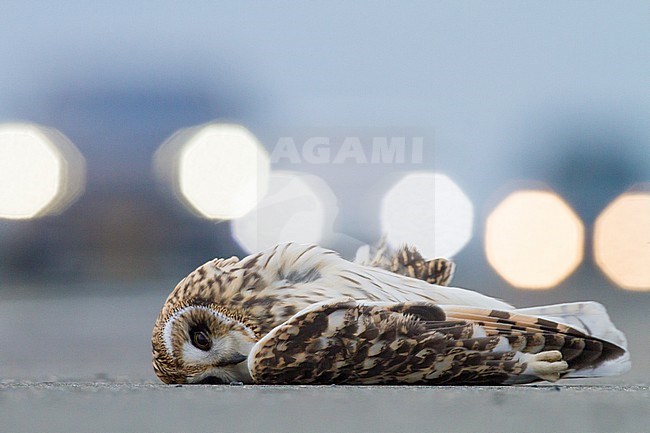 Short-eared Owl, Asio flameous roadkill dead lying on the road hit by a car. Bird seen from the side with car lights in the background. stock-image by Agami/Menno van Duijn,