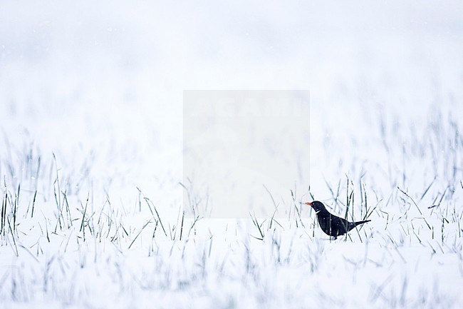 Eurasian Blackbird - Amsel - Turdus merula ssp. merula, Germany, adult male standing in the snow stock-image by Agami/Ralph Martin,
