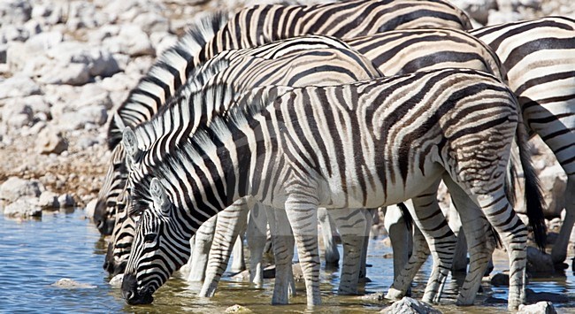 Kudde Steppezebra's bij een waterplaats Etosha NP Namibia, Herd of Plains zebras at waterhole Etosha NP Namibia stock-image by Agami/Wil Leurs,