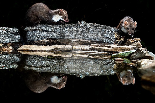 Beech Marten (Martes foina) during the night in Extremadura, Spain. stock-image by Agami/Oscar Díez,