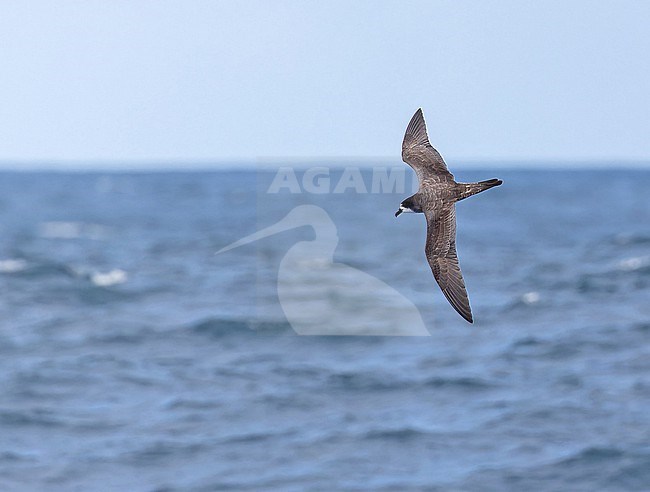 Galapagos Petrel, Pterodroma phaeopygia) at sea off the Galapagos Islands, part of the Republic of Ecuador. stock-image by Agami/Pete Morris,