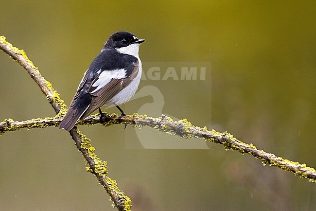 Adult male European Pied Flycatcher, Ficedula hypoleuca, in Italy. Perched on a twig. stock-image by Agami/Daniele Occhiato,