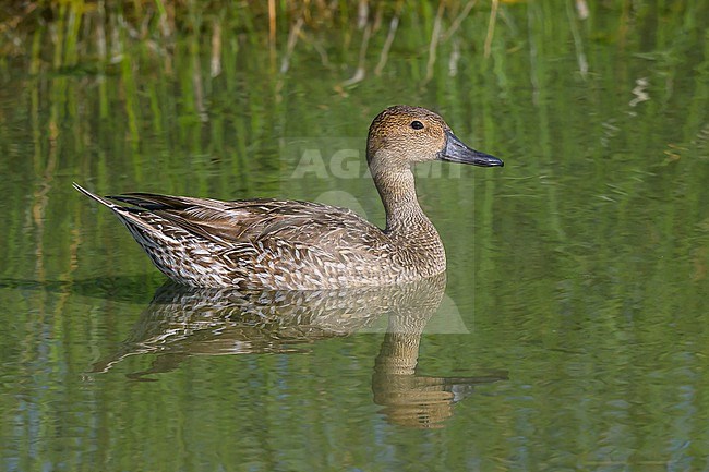 Northern Pintail, Anas acuta, in a pond. stock-image by Agami/Sylvain Reyt,