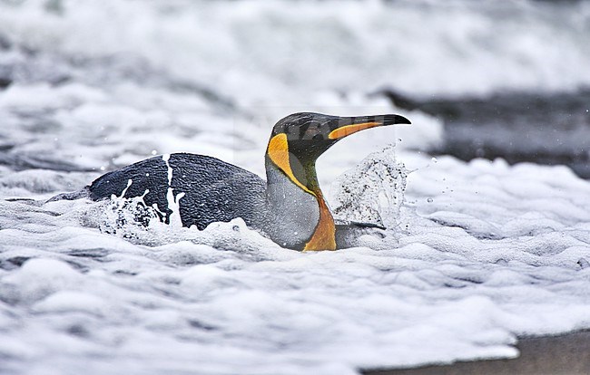 King Penguin (Aptenodytes patagonicus) swimming  in surf, South Georgia stock-image by Agami/Tomas Grim,