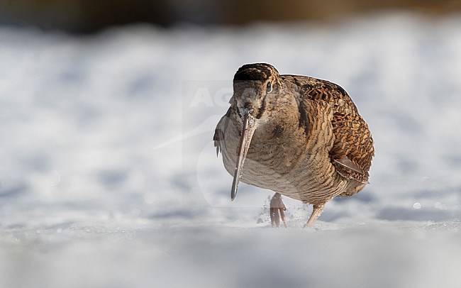 Eurasian Woodcock (Scolopax rusticola) feeding in snow at Blåvand, Denmark stock-image by Agami/Helge Sorensen,