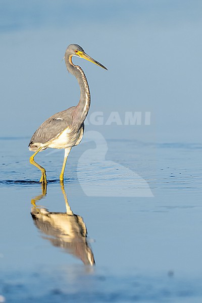 Tricolored Heron (Egretta tricolor) in swamp in Florida USA. stock-image by Agami/Marcel Burkhardt,