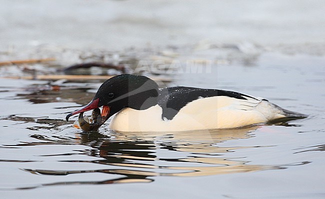 Goosander (Mergus merganser) adult male eating a fish at Gentofte Sø in Denmark. stock-image by Agami/Helge Sorensen,