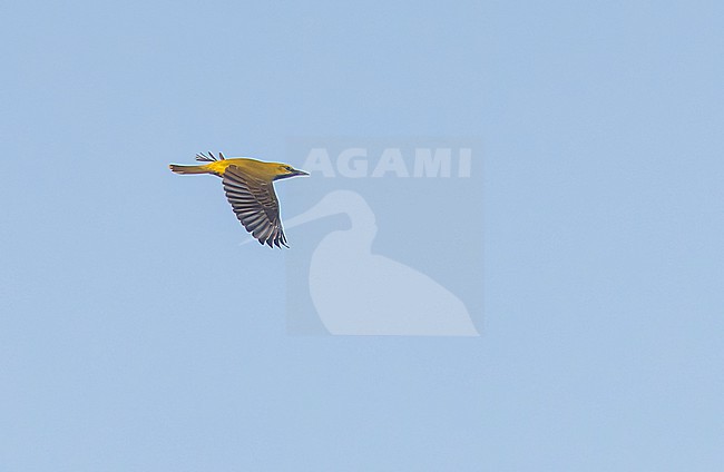 Female (type) Indian Golden Oriole (Oriolus kundoo) flying overhead in citypark in New Delhi, India. stock-image by Agami/Marc Guyt,