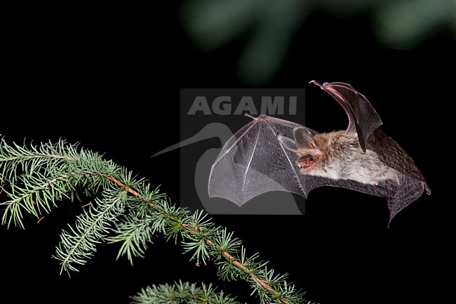 Foeragerende Bechsteins vleermuis, Hunting Bechstein's bat stock-image by Agami/Theo Douma,
