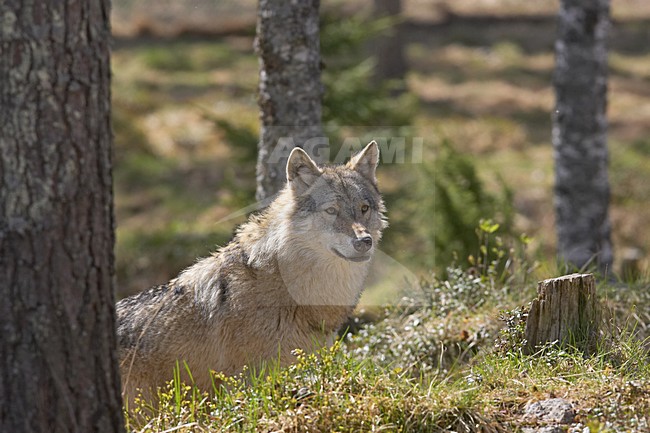 Wolf in Fins bos; Grey Wolf in Finnish forest stock-image by Agami/Jari Peltomäki,