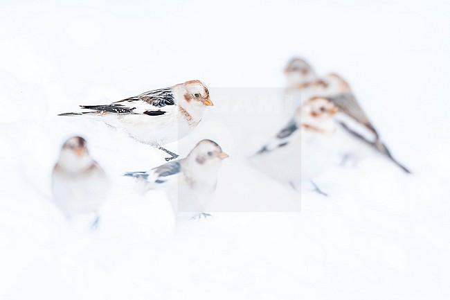  stock-image by Agami/Marcel Burkhardt,
