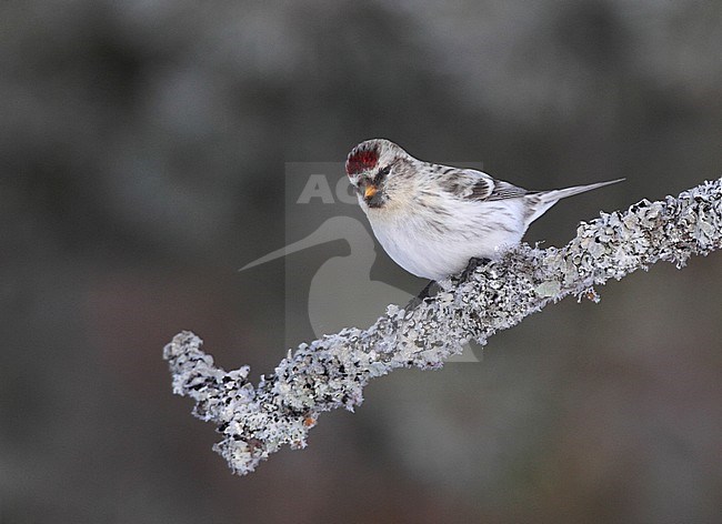 Wintering Arctic Redpoll (Acanthis hornemanni exilipes), at Kaamanen, Ivalo in Finland. stock-image by Agami/Helge Sorensen,