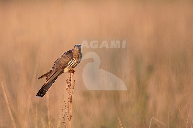 Adult female Common Cuckoo ( Cuculus canorus) perched on a stick in a meadow at North Zealand, Denmark stock-image by Agami/Helge Sorensen,