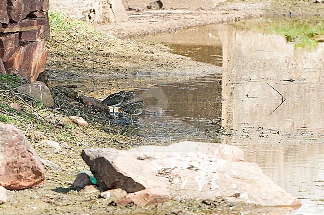 Greater Painted-Snipe, Rostratula benghalensis, in India. Three Painted-Snipes standing under a bridge. stock-image by Agami/Dani Lopez-Velasco,