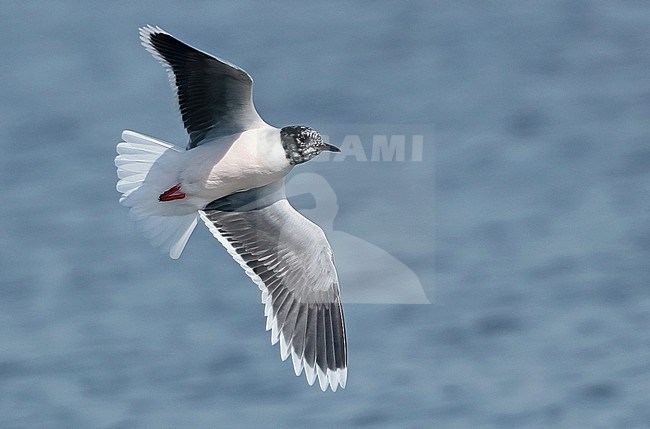 Little Gull (Larus minutus), in flight, seen from the side, showing underwing. stock-image by Agami/Fred Visscher,