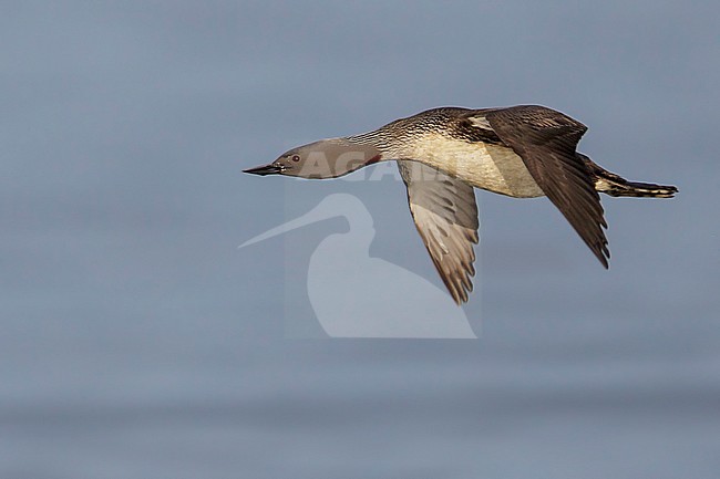 Red-throated Loon (Gavia stellata) feeding in the ocean near Nome, Alaska. stock-image by Agami/Glenn Bartley,