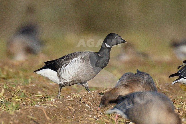 Wintering Grey-bellied Brant, Fring, Norfolk, England. Identified in England as this form. stock-image by Agami/Steve Gantlett,